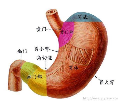 胃位置|胃部解剖图详细图